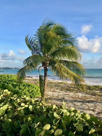 Beautiful panoramic view of a sand beach in Barbados (Caribbean Island) with unspoilt lush plants,...