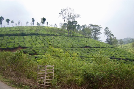 Rural kerala (India) with fresh green tea leaf crops growing on lush agricultural plantation with bushes and trees in the highlands of the countrysideの写真素材