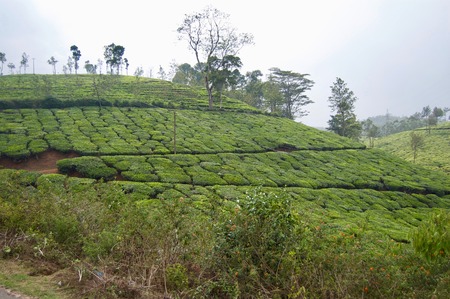 Rural kerala (India) with fresh green tea leaf crops growing on lush agricultural plantation with bushes and trees in the highlands of the countrysideの写真素材