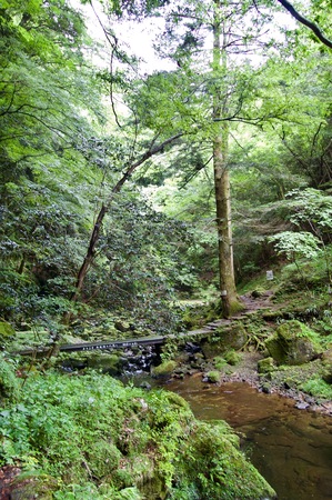 Akame 48 Waterfalls: Mysterious scenery with huge trees and huge moss-covered rock formationsの写真素材