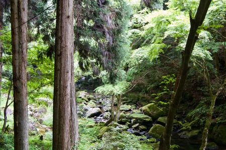 Akame 48 Waterfalls: Mysterious scenery with huge trees and huge moss-covered rock formationsの写真素材