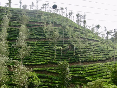 Valley view in rural Kerala (India) with fresh green tea leaf crops growing on lush agricultural plantation with bushes and trees in the highlands of the countrysideの写真素材
