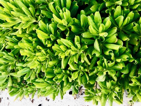 Lush green Crassulaceae (stonecrop family) is planning on the beach of Barbados (Caribbean Island)の写真素材