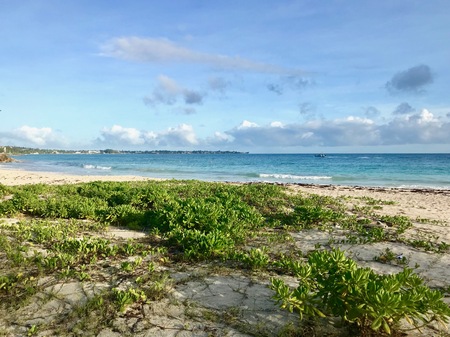 Untouched nature at the beautiful idyllic Beach in Oistins, Barbados with sand, small green plants and a clear blue sky with white cloudsの写真素材