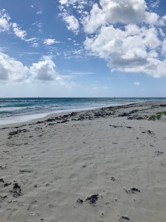 Beautiful panoramic view of an untouched sand beach at Barbados (Caribbean Island of the West Indies) with a blue sky on a sunny dayの写真素材