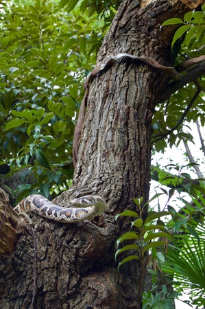 Dangerous closeup of a poisonous snake on the branch of a treeの写真素材