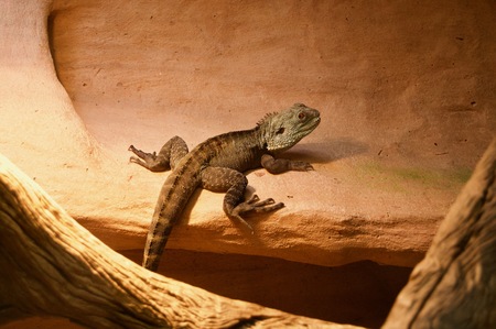 Small green agama lizard sitting near a trunk in Victoria, Australia