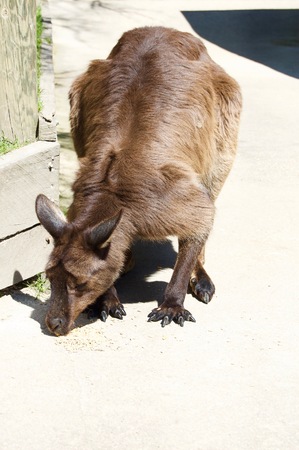 Cute furry brown kangaroo in Victoria (Australia) close to Melbourne eating on a beautiful sunny dayの写真素材