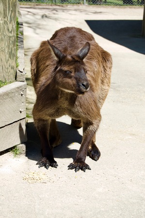 Cute furry brown kangaroo at Victoria (Australia) close to Melbourneの写真素材