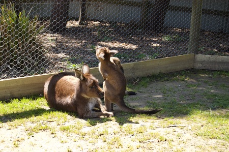 A cute family of furry brown kangaroos playing outdoors in Victoria (Australia) close to Melbourne on a beautiful sunny dayの写真素材