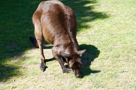 Cute furry brown kangaroo in Victoria (Australia) close to Melbourne eatingの写真素材