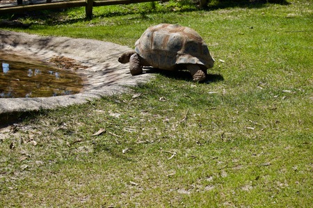 Old giant turtle with brown shell in Victoria (Australia) close to Melbourne crawling towards water