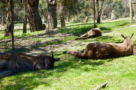 A cute family of furry brown kangaroos playing outdoors in Victoria (Australia) close to Melbourne on a beautiful sunny dayの写真素材