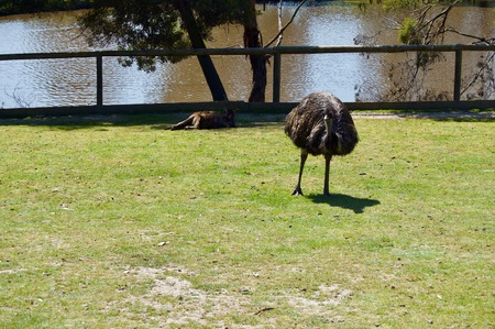 Australian Wildlife: Beautiful and curious brown emu close-up in a park with a water pond at Victoria (Australia) close to Melbourneの写真素材