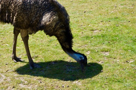 Australian Wildlife: Beautiful and curious brown emu close-up in a park at Victoria (Australia) close to Melbourneの写真素材