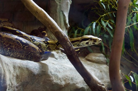 Dangerous fascinating python snake in Victoria, Australia close to Melbourneの写真素材
