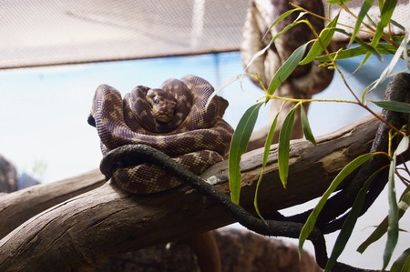 Coiled brown python snake on the limb of a tree in Victoria, Australiaの写真素材