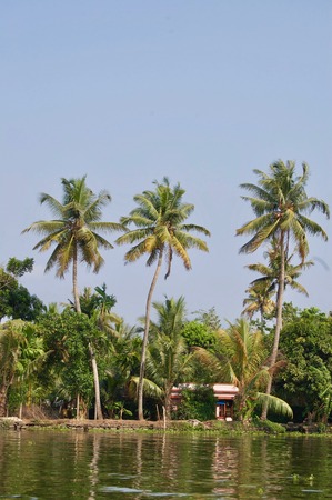 Island in the scenic backwaters in Kerala (India) with tropical palm trees, untouched nature, aquatic plants and a waterway leading to Kochi and Alleppeyの写真素材