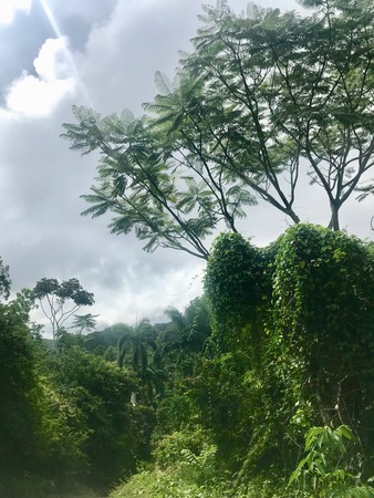 Leaping Caburni (Salto del Caburni) waterfall through beautiful and untouched lush vegetation near Trinidad (Sancti Spiritus) on the green Caribbean island of Cubaの写真素材