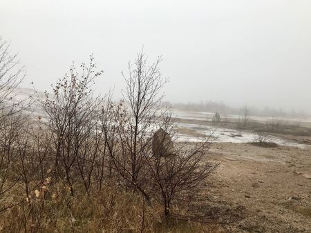 Surreal foggy icelandic autumn landscape: Rural, wild nature on a windy, wed day with yellow grass and tree silhouettes in an untouched area along the Golden Circle route close to a geothermal regionの写真素材