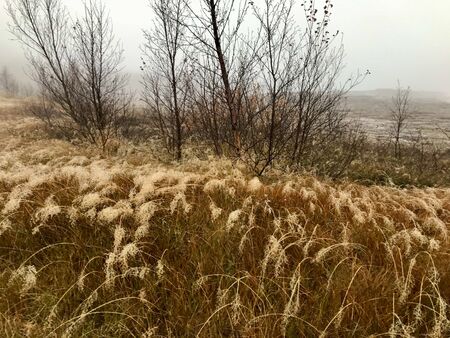Surreal foggy icelandic autumn landscape: Rural, wild nature on a windy, wed day with yellow grass and tree silhouettes in an untouched area along the Golden Circle route close to a geothermal regionの写真素材