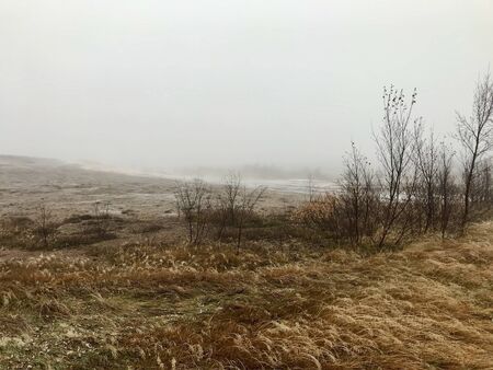 Surreal foggy icelandic autumn landscape: Rural, wild nature on a windy, wed day with yellow grass and tree silhouettes in an untouched area along the Golden Circle route close to a geothermal regionの写真素材