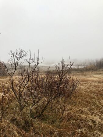 Surreal foggy icelandic autumn landscape: Rural, wild nature on a windy, wed day with yellow grass and tree silhouettes in an untouched area along the Golden Circle route close to a geothermal regionの写真素材