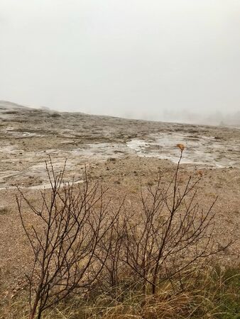 Surreal foggy icelandic autumn landscape: Rural, wild nature on a windy, wed day with yellow grass and tree silhouettes in an untouched area along the Golden Circle route close to a geothermal regionの写真素材