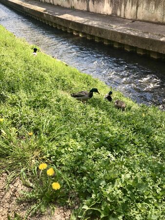 Group scenery of cute fluffy wild male & female water birds (waterfowl): ducks & drakes near a stream of water (creek / river), walking through green spring grass of a park / backyardの写真素材