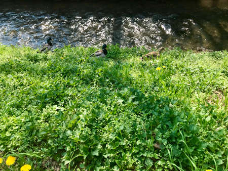 Group scenery of cute fluffy wild male & female water birds (waterfowl): ducks & drakes near a stream of water (creek / river), walking through green spring grass of a park / backyardの写真素材