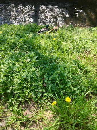 Group scenery of cute fluffy wild male & female water birds (waterfowl): ducks & drakes near a stream of water (creek / river), walking through green spring grass of a park / backyardの写真素材