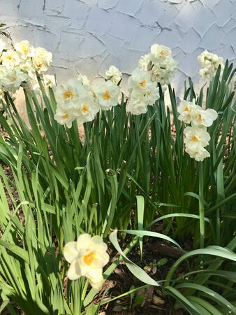Beautiful bright outdoor closeup of a wild perennial narcissus spring garden field (daffodil, jonquil) blooming around Easter with colorful white & yellow petal trumpet flower headsの写真素材