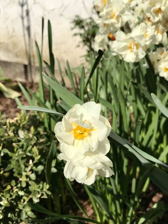 Beautiful bright outdoor closeup of a wild perennial narcissus spring garden field (daffodil, jonquil) blooming around Easter with colorful white & yellow petal trumpet flower headsの写真素材