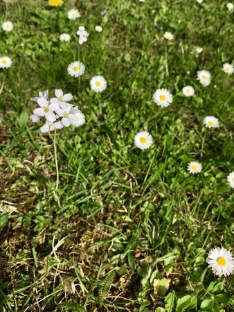 Idyllic spring backyard with green grass lawn & wild flowers blooming outdoors from a homeの写真素材