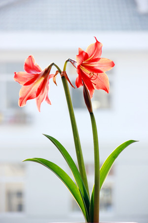 Cliviaの写真素材