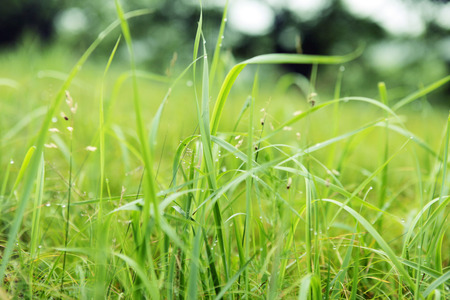 Lawnの写真素材