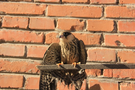 Eagleの写真素材