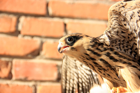 Eagleの写真素材