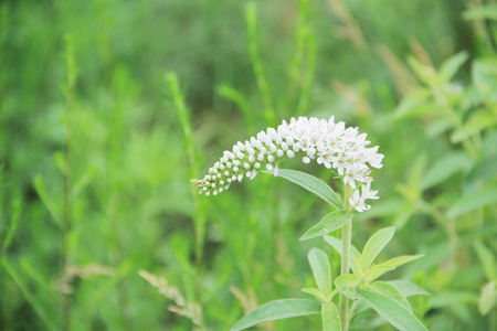 Wildflowersの写真素材