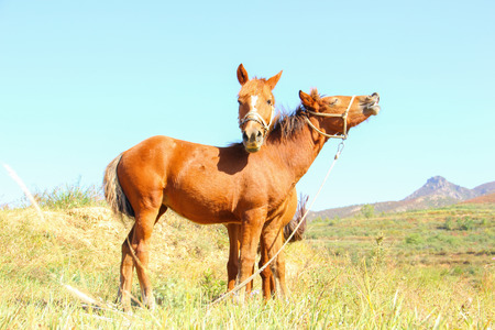Horseの写真素材