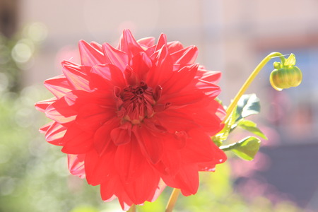 Flowerの写真素材