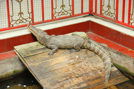 Crocodileの写真素材