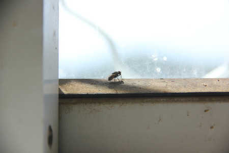 fly on the windowの写真素材