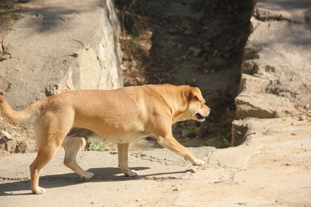 Dogの写真素材