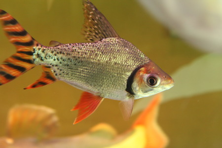 Fishの写真素材