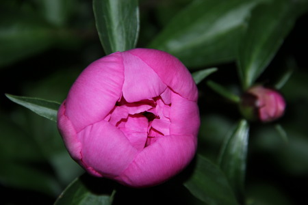 Flowersの写真素材