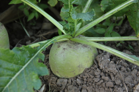 Radishの写真素材