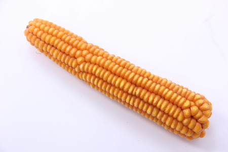 cornの写真素材
