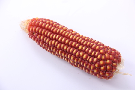 cornの写真素材