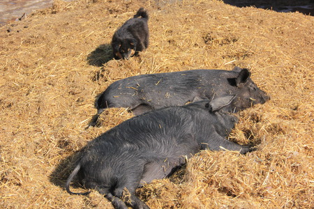 Pigの写真素材